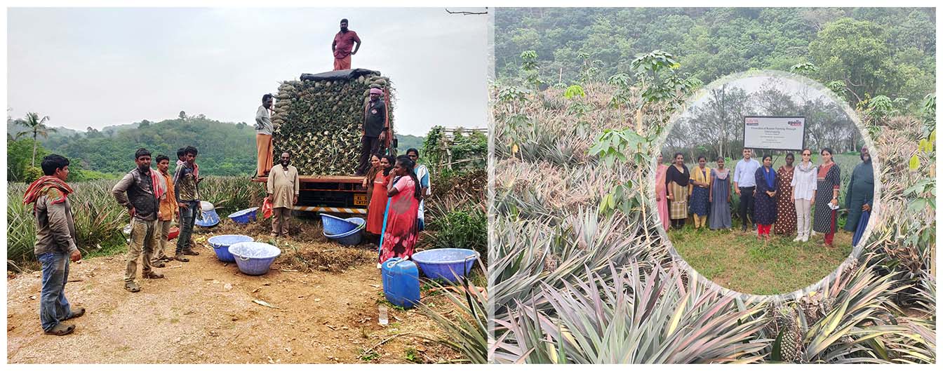 Organic Pineapple Cultivation